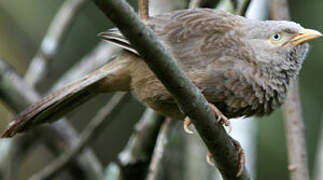 Yellow-billed Babbler