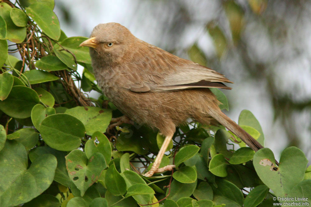 Cratérope affin, identification