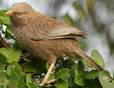 Yellow-billed Babbler