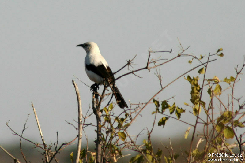 Cratérope bicoloreadulte