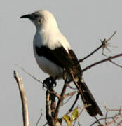 Southern Pied Babbler