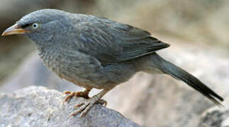 Jungle Babbler