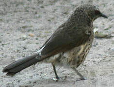 Hartlaub's Babbler