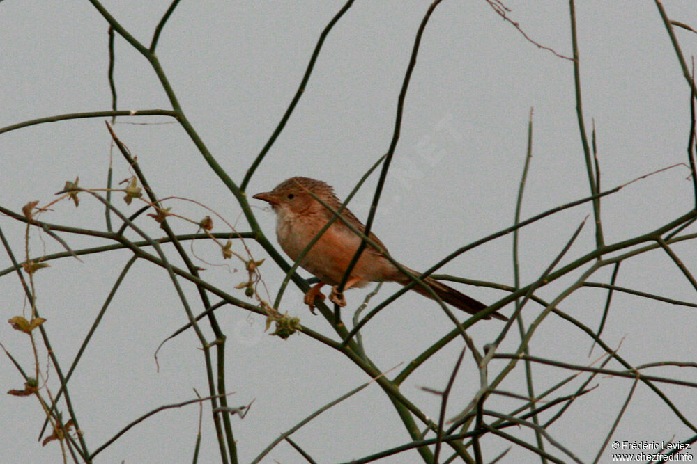 Cratérope de l'Inde, identification