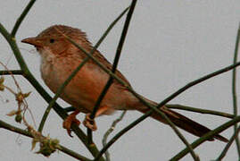 Common Babbler