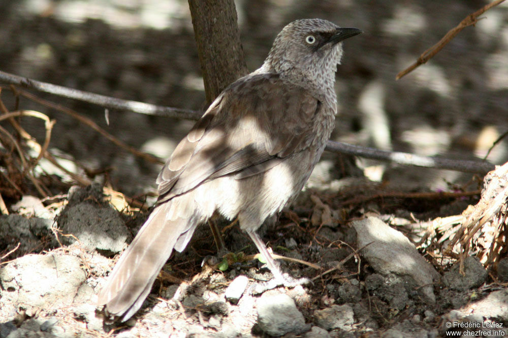 Black-lored Babbleradult, identification