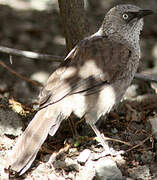 Black-lored Babbler