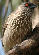 Arrow-marked Babbler