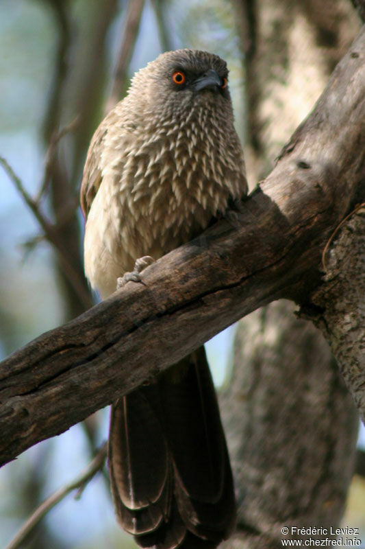 Arrow-marked Babbleradult