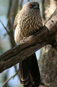 Arrow-marked Babbler