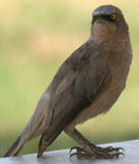 Large Grey Babbler