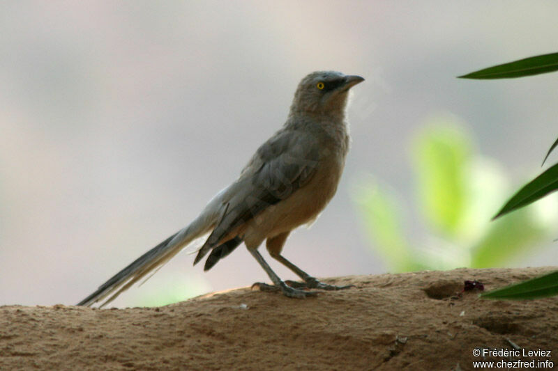 Large Grey Babbleradult