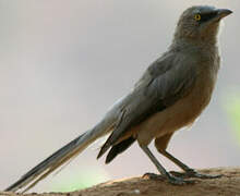 Large Grey Babbler