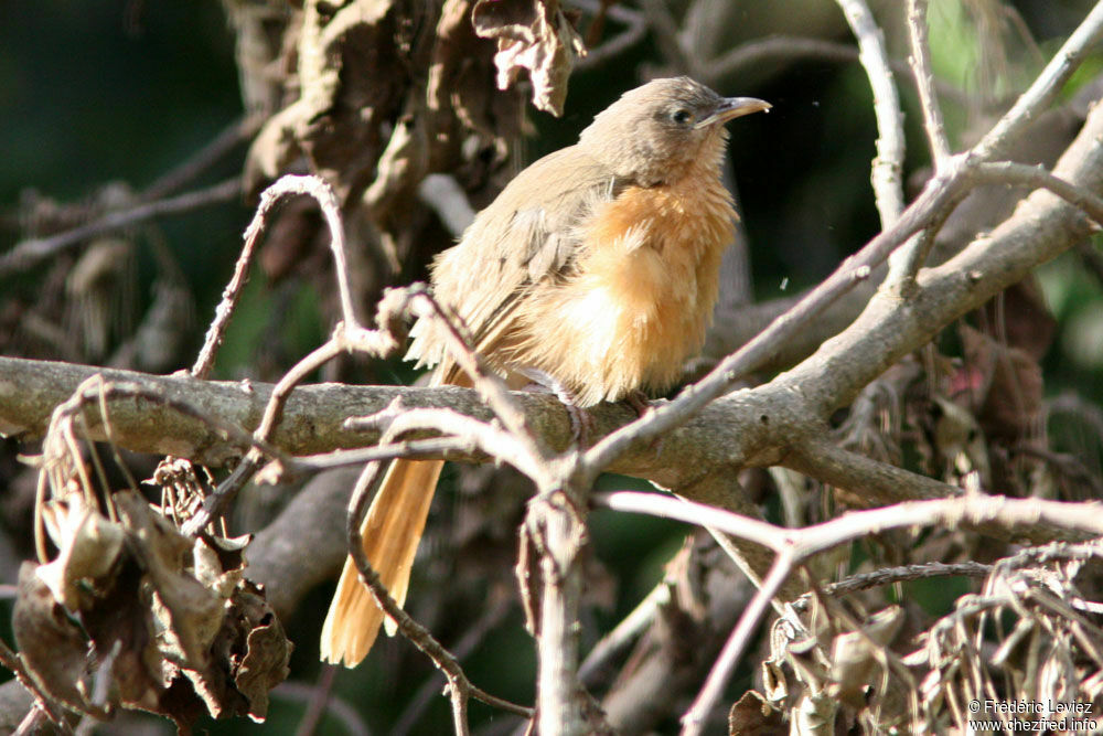 Cratérope rubigineux, identification