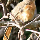 Cratérope rubigineux