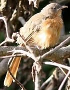 Rufous Chatterer