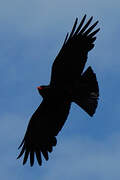 Red-billed Chough