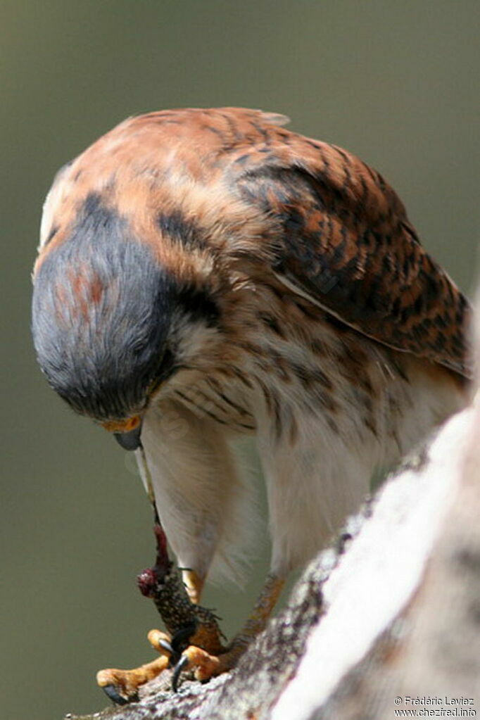 American Kestrel female adult