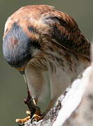 American Kestrel