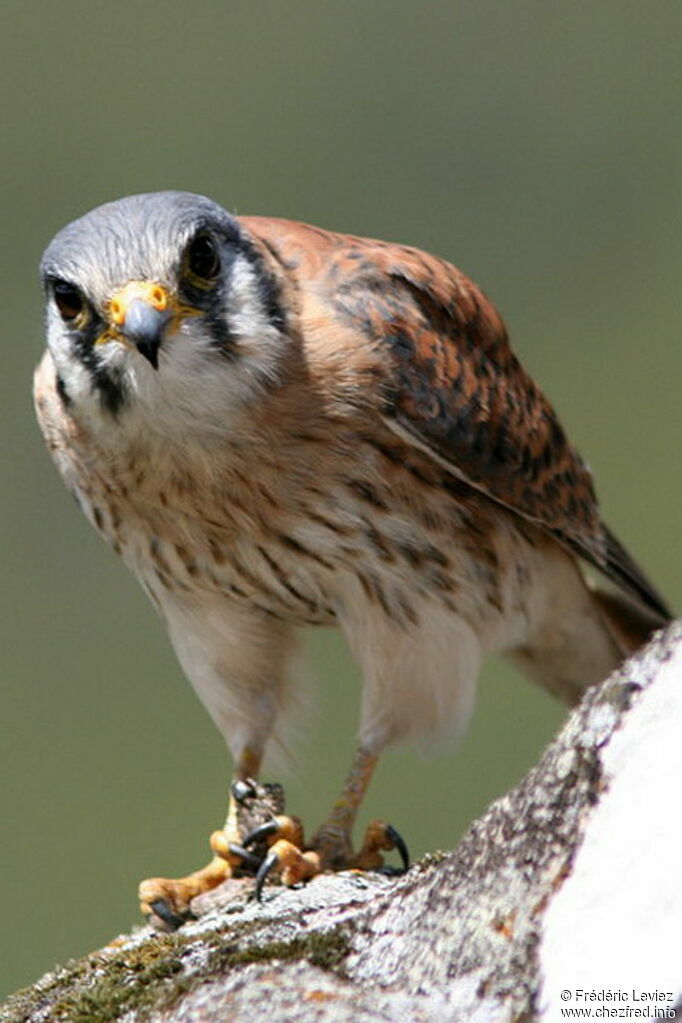 American Kestrel female adult