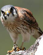 American Kestrel