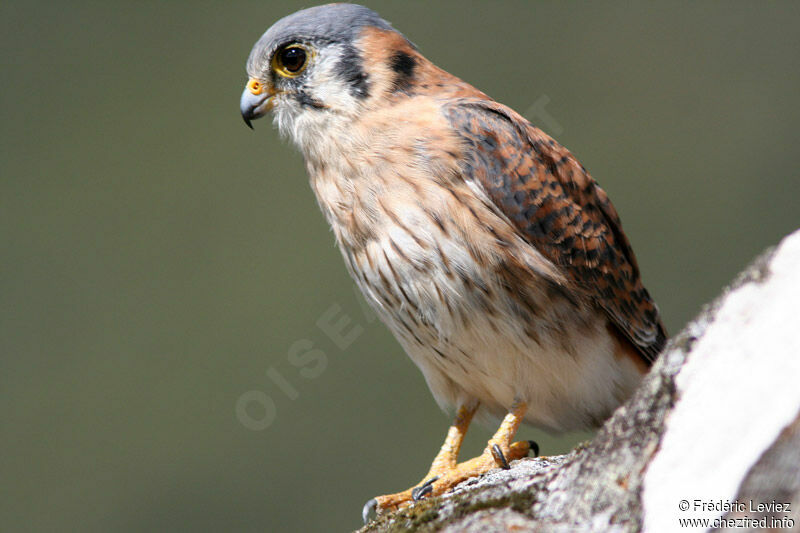 American Kestrel female adult