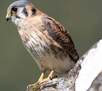 American Kestrel