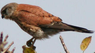 Malagasy Kestrel