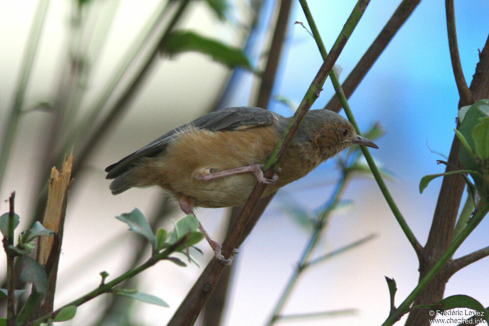 Red-faced Crombecadult, identification