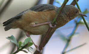 Red-faced Crombec