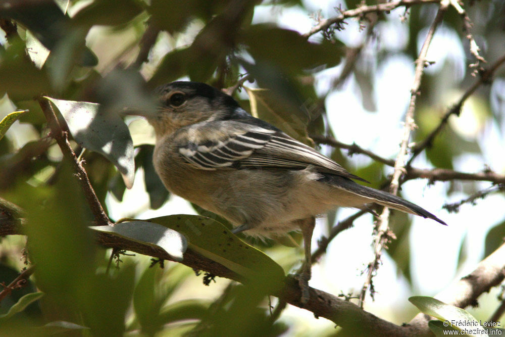 Black-backed Puffbackjuvenile, identification