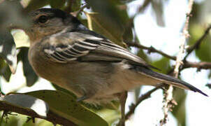 Black-backed Puffback