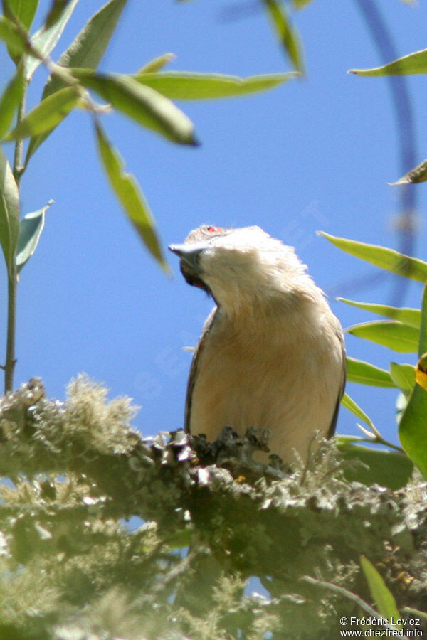 Northern Puffbackadult