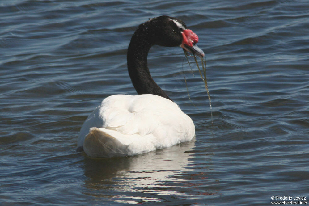 Cygne à cou noiradulte