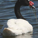 Cygne à cou noir