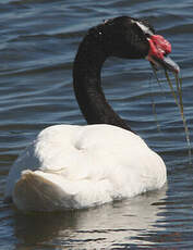 Cygne à cou noir