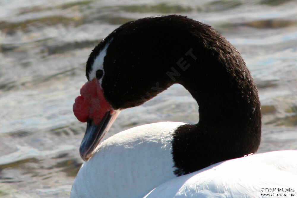 Cygne à cou noiradulte