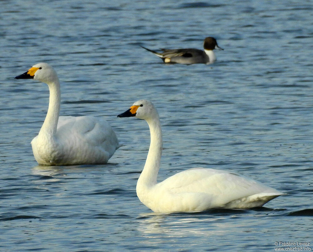 Cygne de Bewickadulte, nage