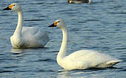 Cygne de Bewick