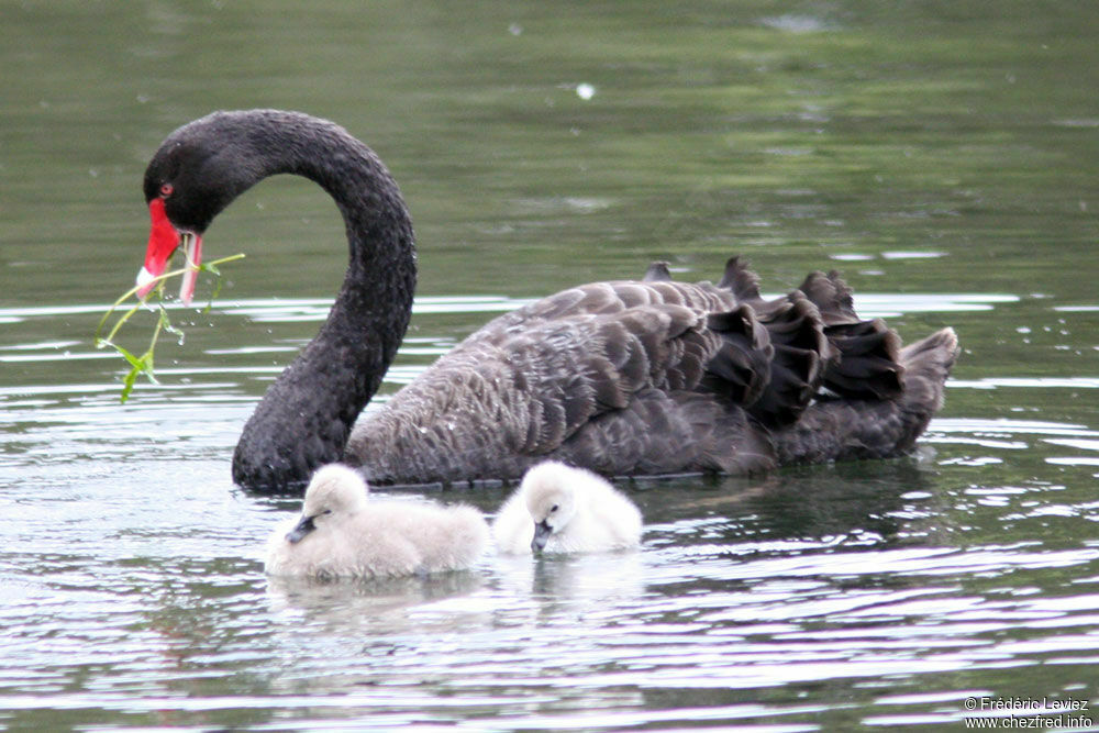 Cygne noir, identification, Nidification