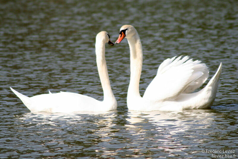 Cygne tuberculé adulte