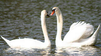 Cygne tuberculé