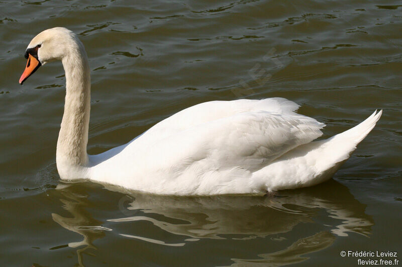 Cygne tuberculéadulte