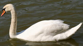 Cygne tuberculé