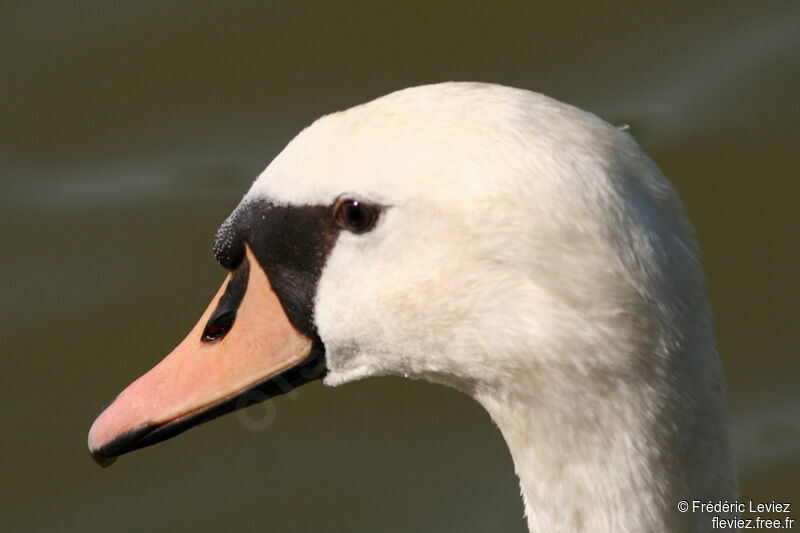 Cygne tuberculéadulte