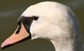 Cygne tuberculé