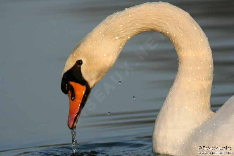 Cygne tuberculéadulte