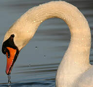 Mute Swan