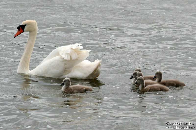 Cygne tuberculé