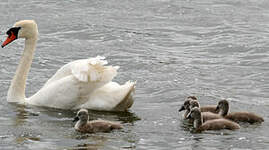 Cygne tuberculé